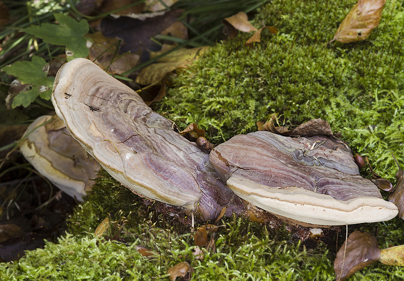 Ganoderma pfeifferi